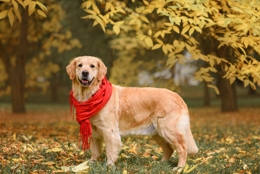 CBD and Astaxanthin for Aging Pets and Hips